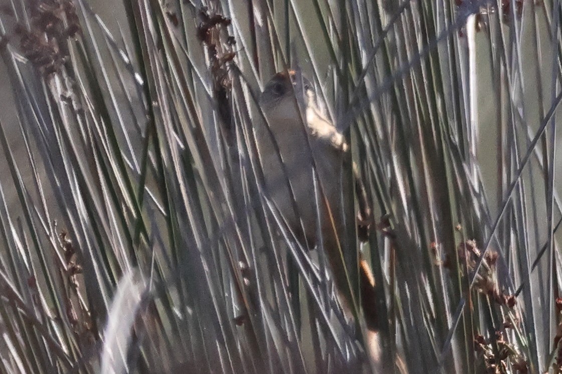 Сікора коричневоголова - ML646999009