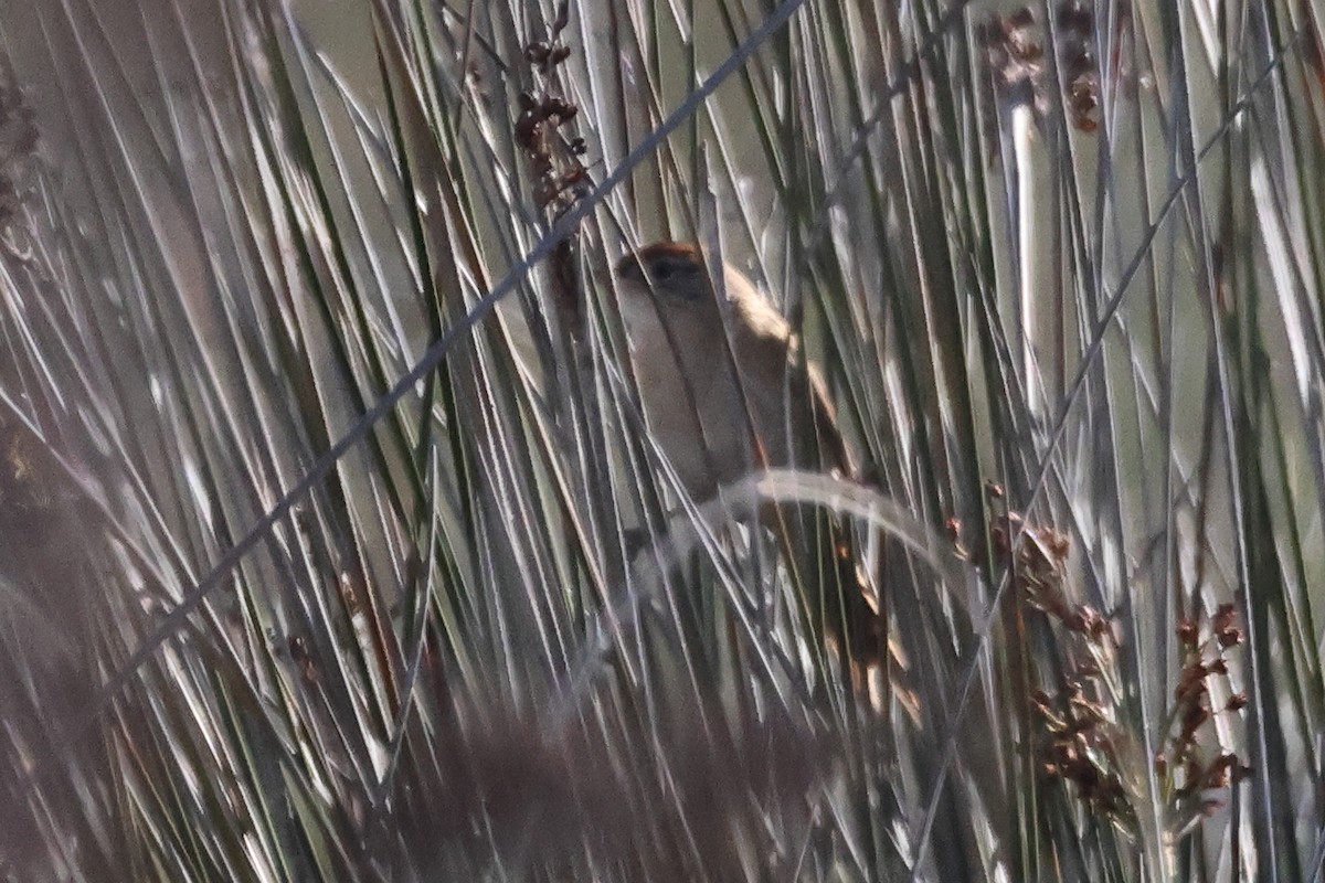 Сікора коричневоголова - ML646999010