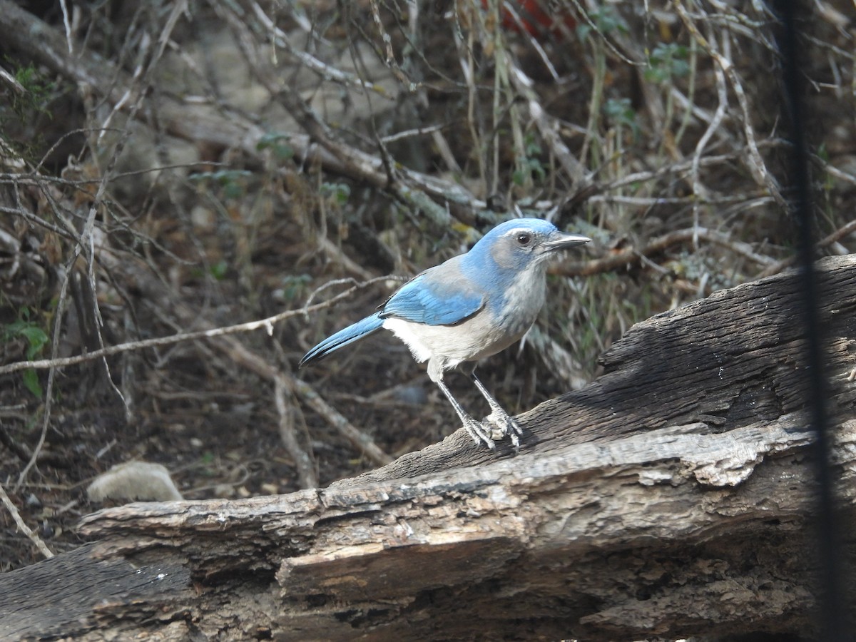 Geai de Woodhouse - ML646999011