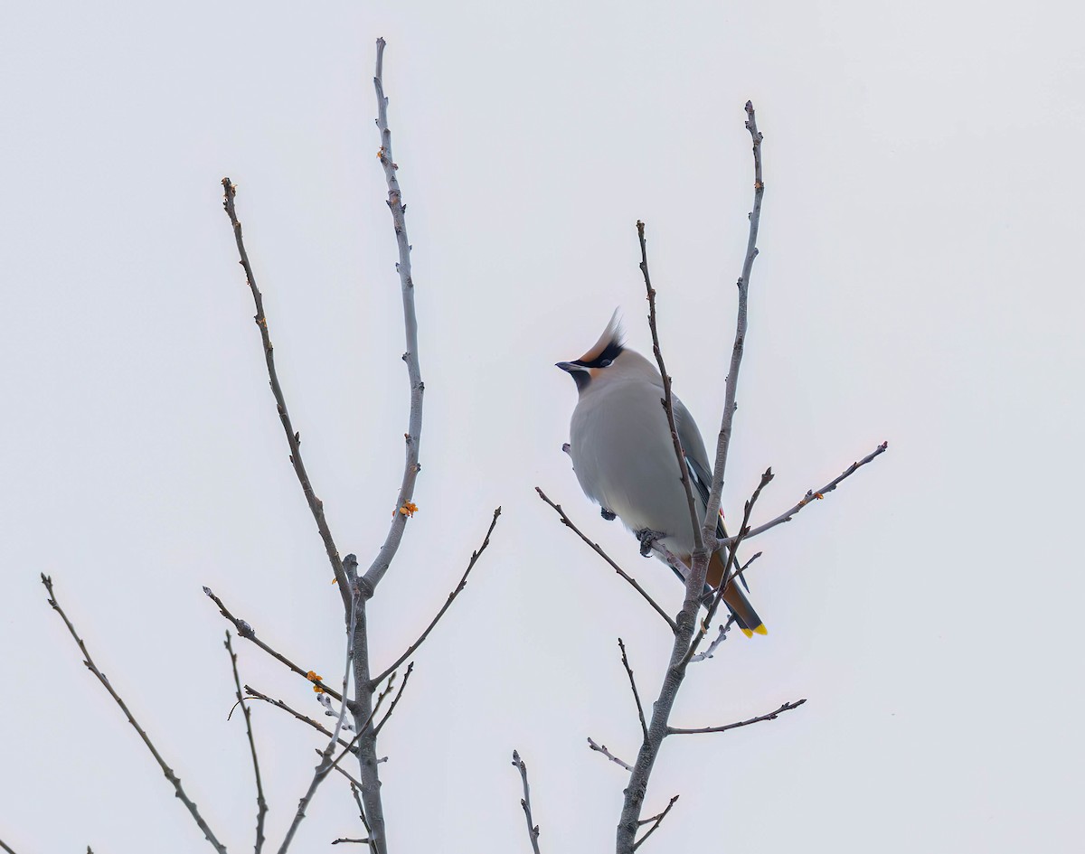 Ampelis Europeo - ML646999012