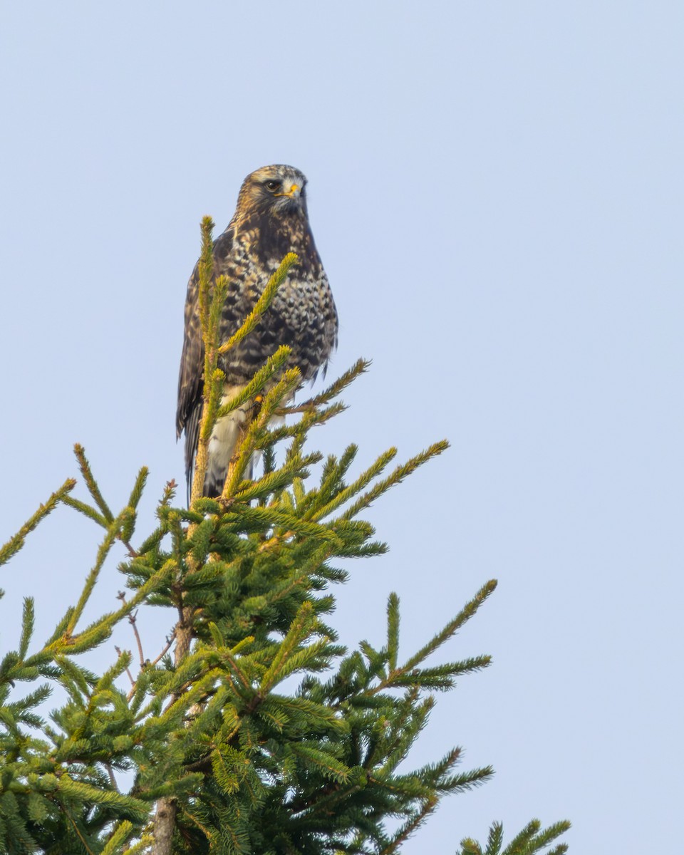 Poiana calzata - ML646999015