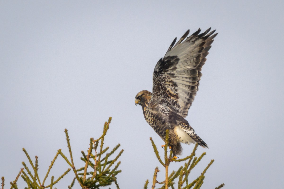 Poiana calzata - ML646999016