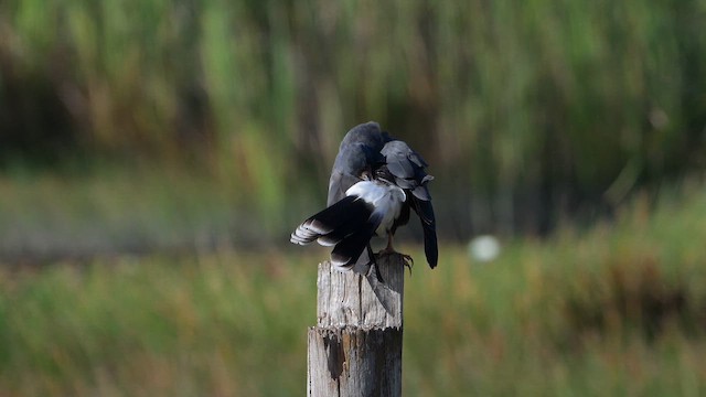 Snail Kite - ML646999017