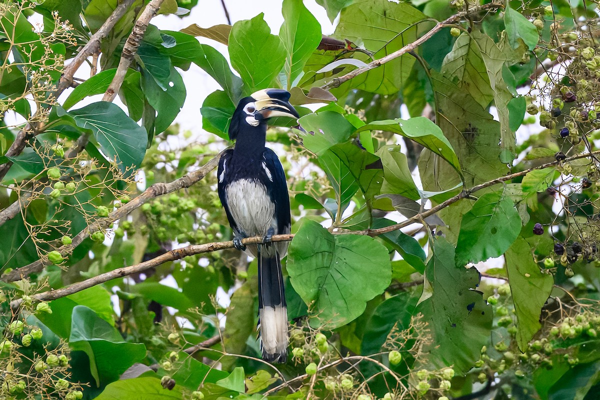 Oriental Pied-Hornbill - ML646999021