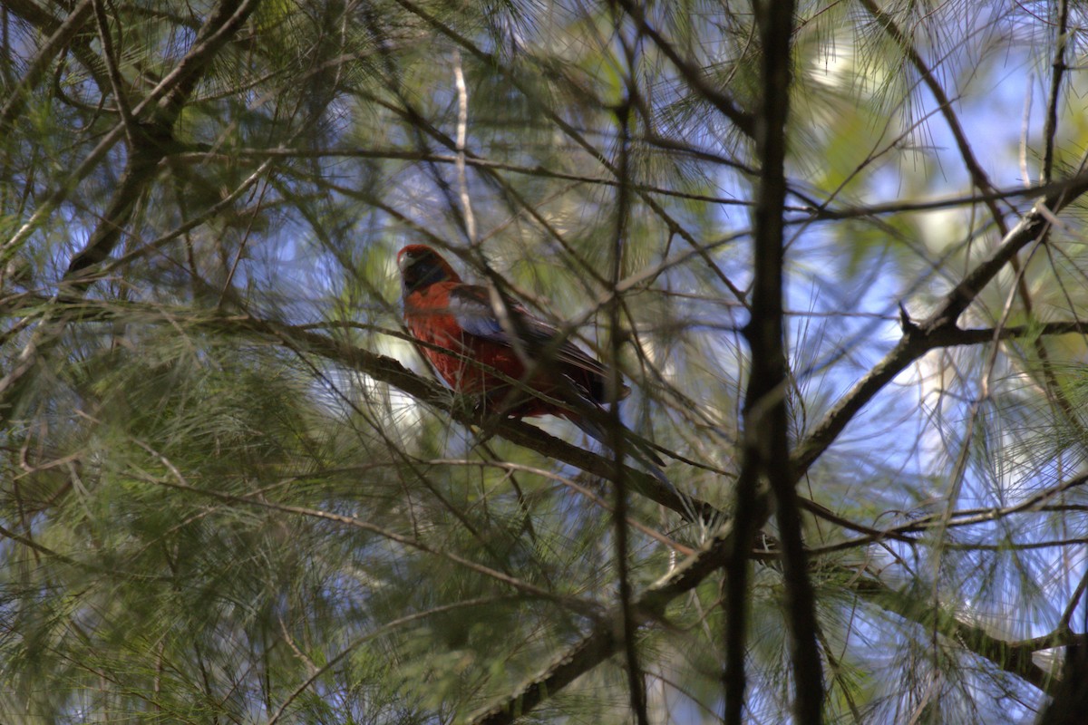 Crimson Rosella - ML646999024