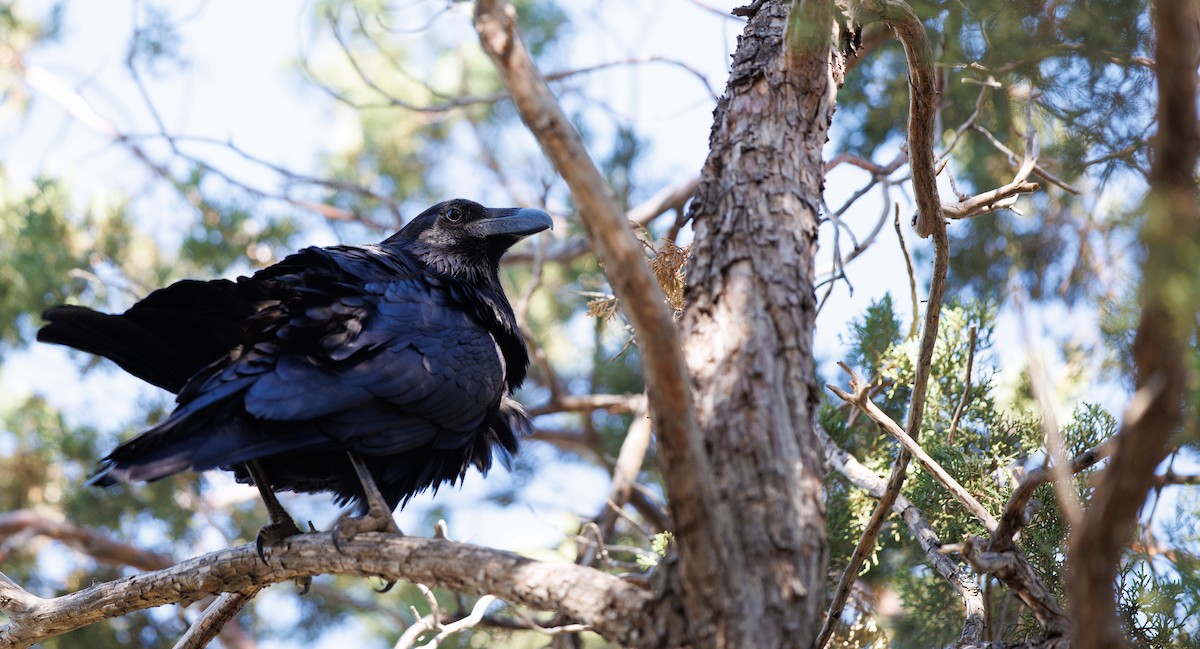 Common Raven - ML646999026