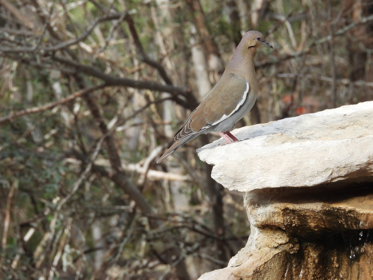 White-winged Dove - ML646999027