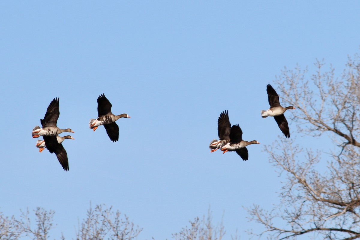 Greater White-fronted Goose - ML646999028