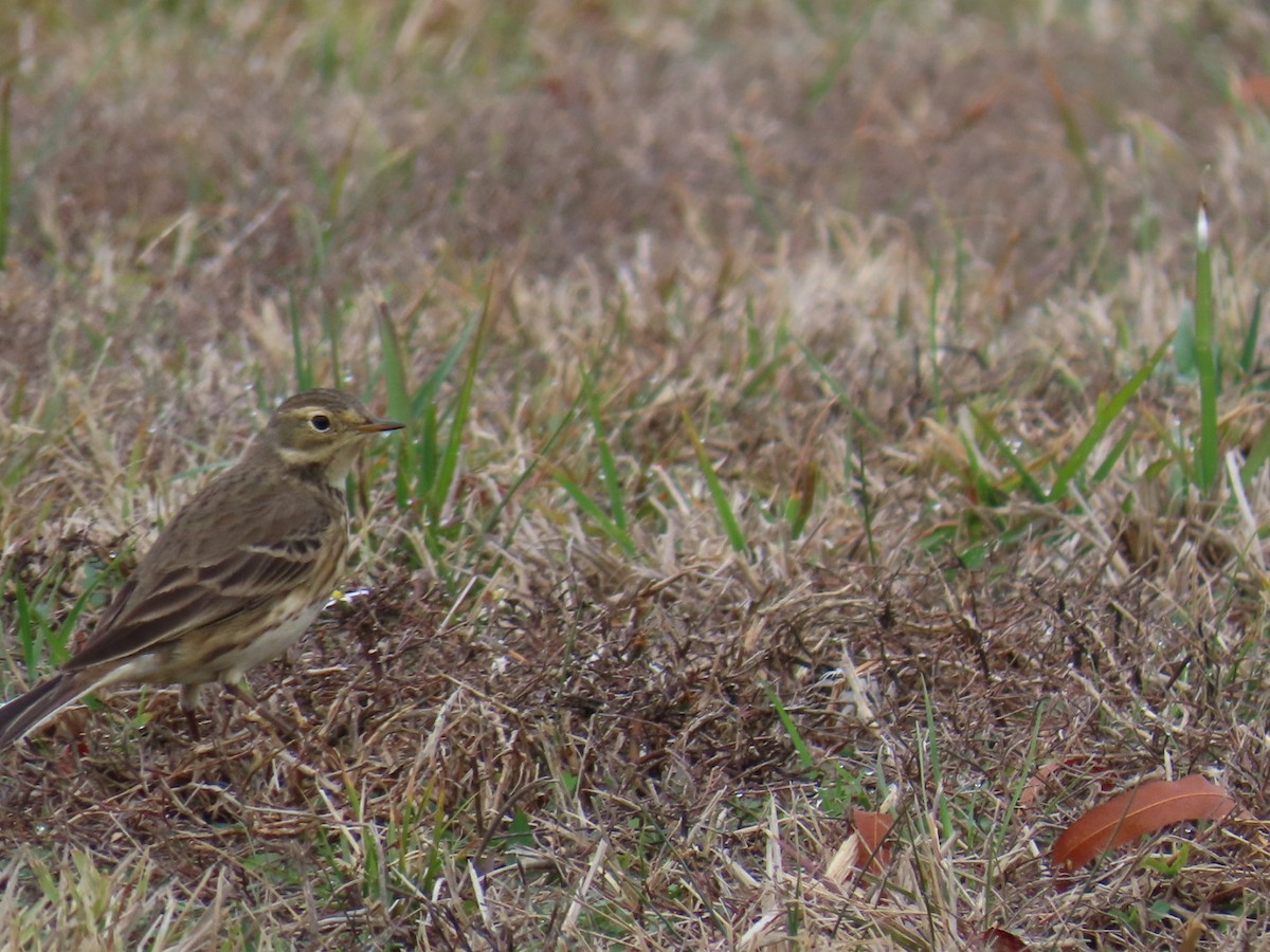 American Pipit - ML646999029