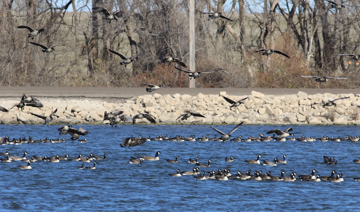 Cackling Goose - ML646999030