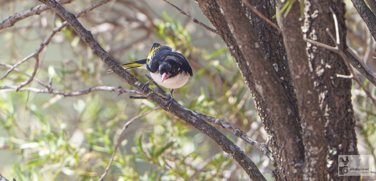 Painted Honeyeater - ML646999031