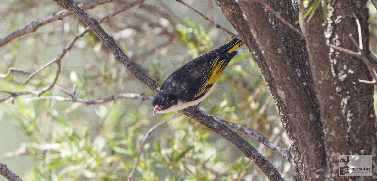 Painted Honeyeater - ML646999032