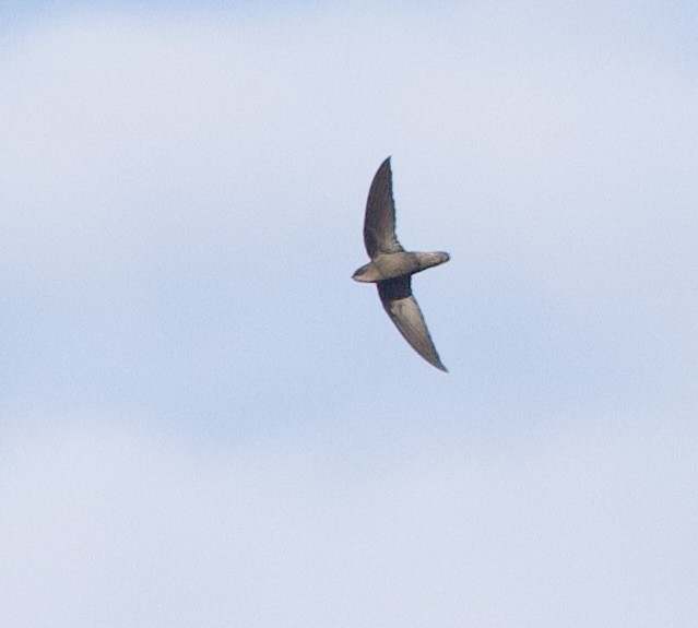 Gray-rumped Swift - ML646999033