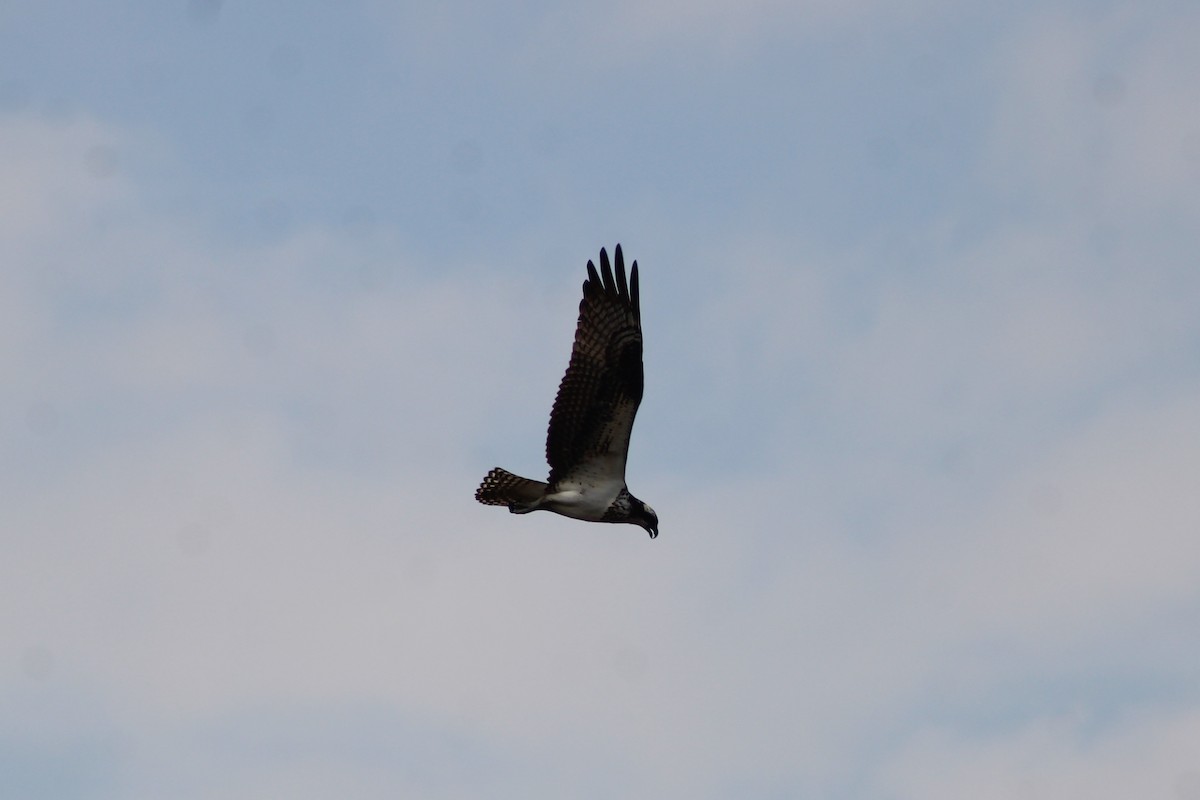 Osprey (American) - ML646999035
