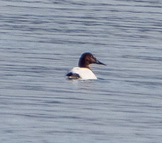 Canvasback - ML646999038