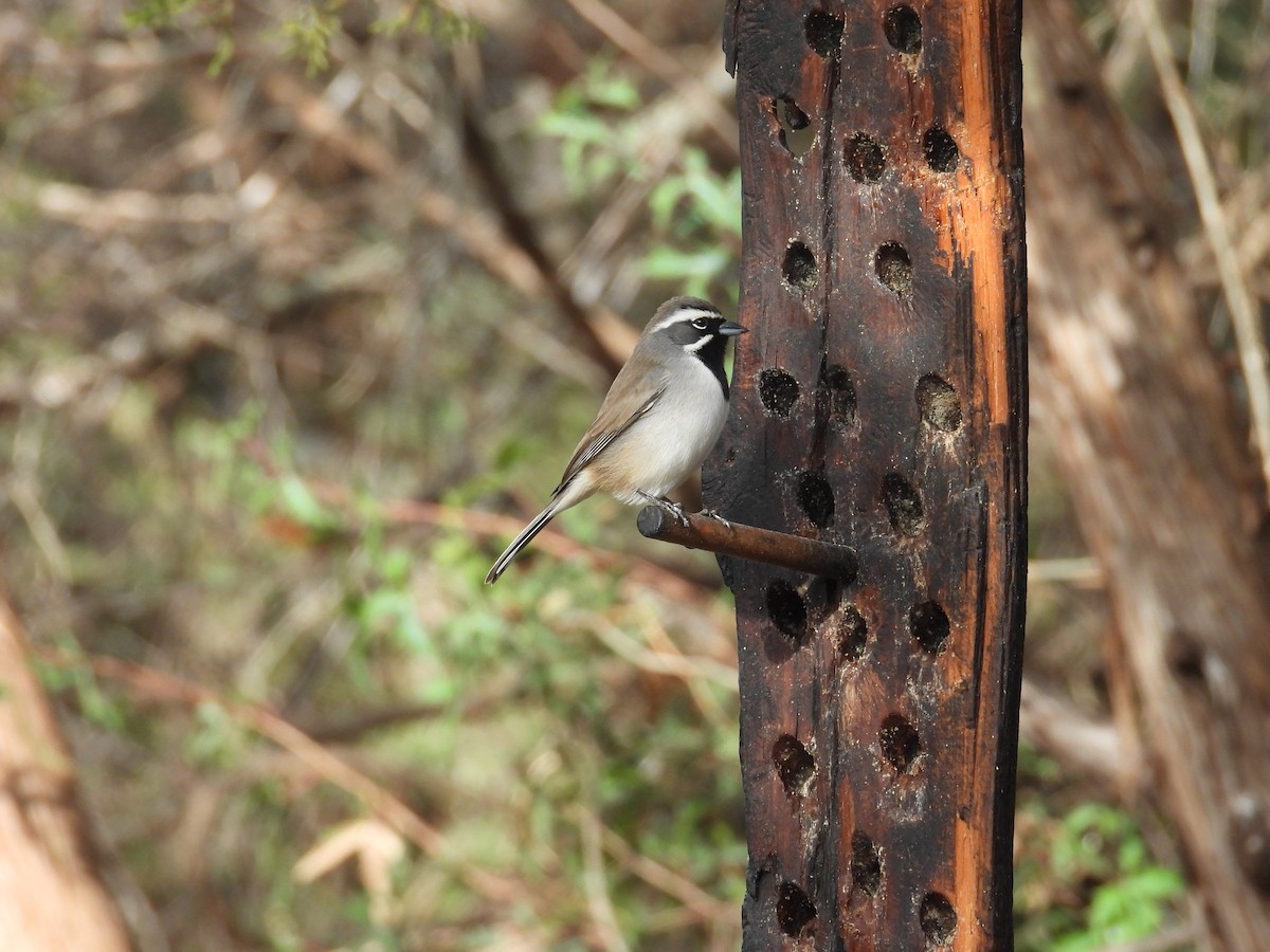 Black-throated Sparrow - ML646999039