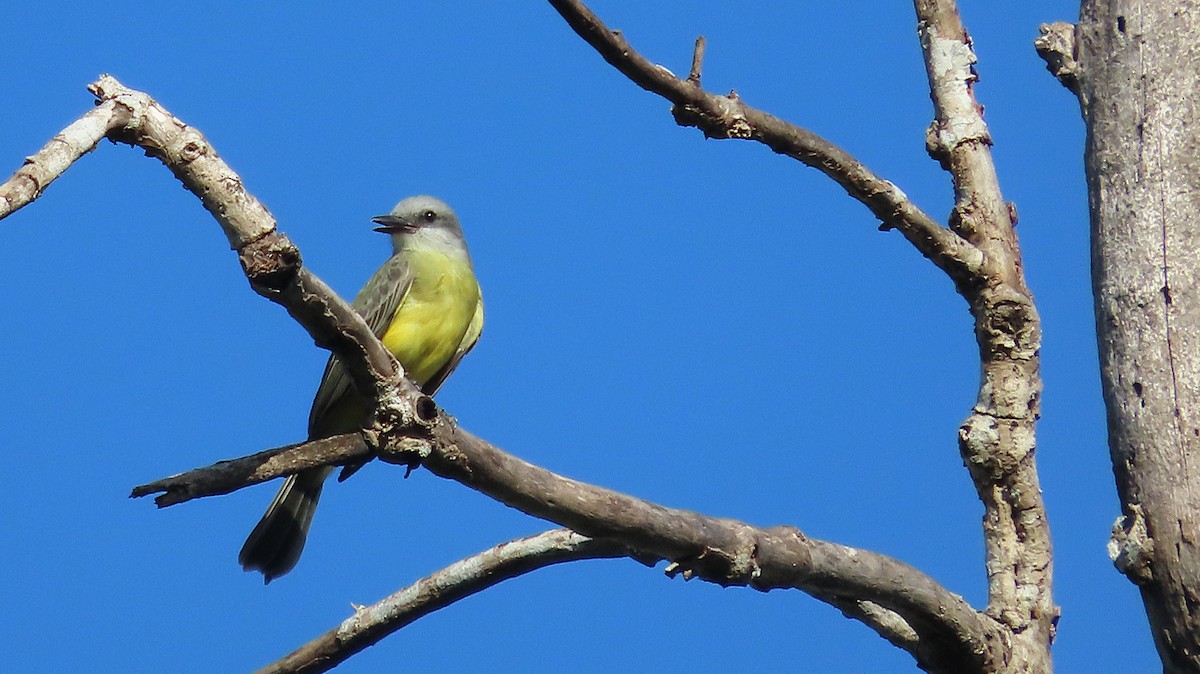 Tropical Kingbird - ML646999040