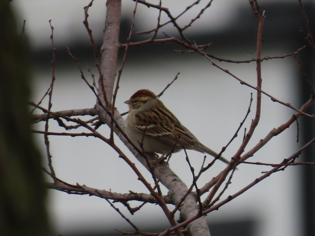 Chipping Sparrow - ML646999041