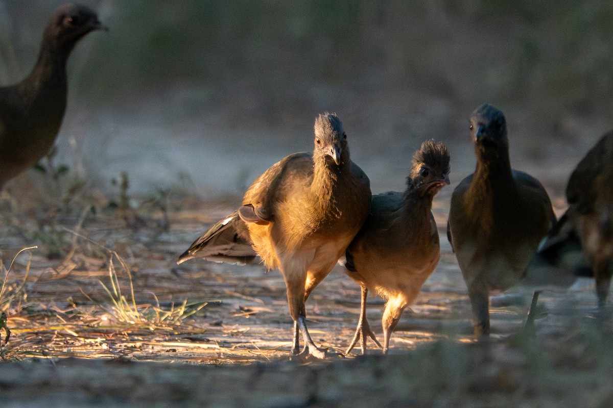 Plain Chachalaca - ML646999042