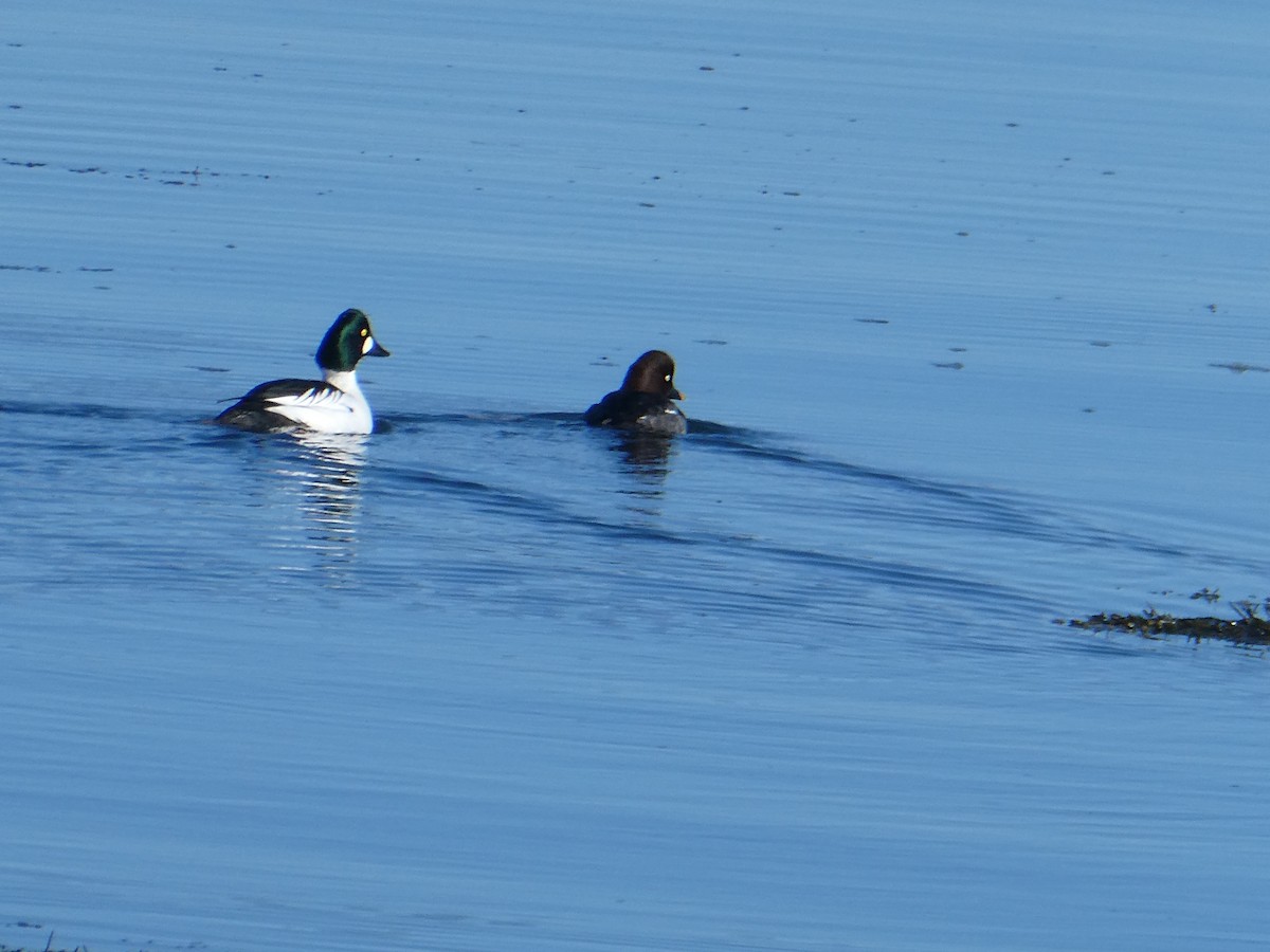 Common Goldeneye - ML646999044