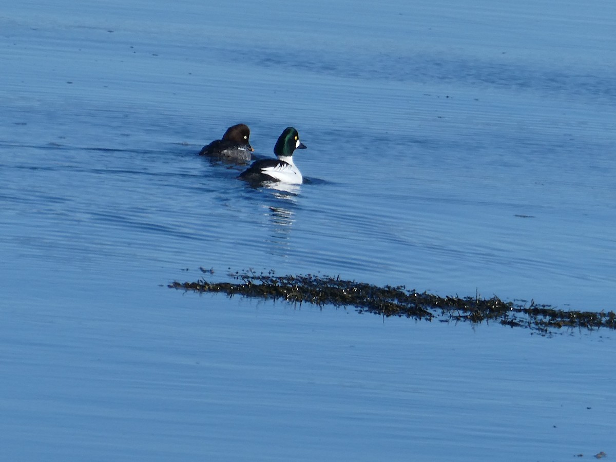 Common Goldeneye - ML646999045