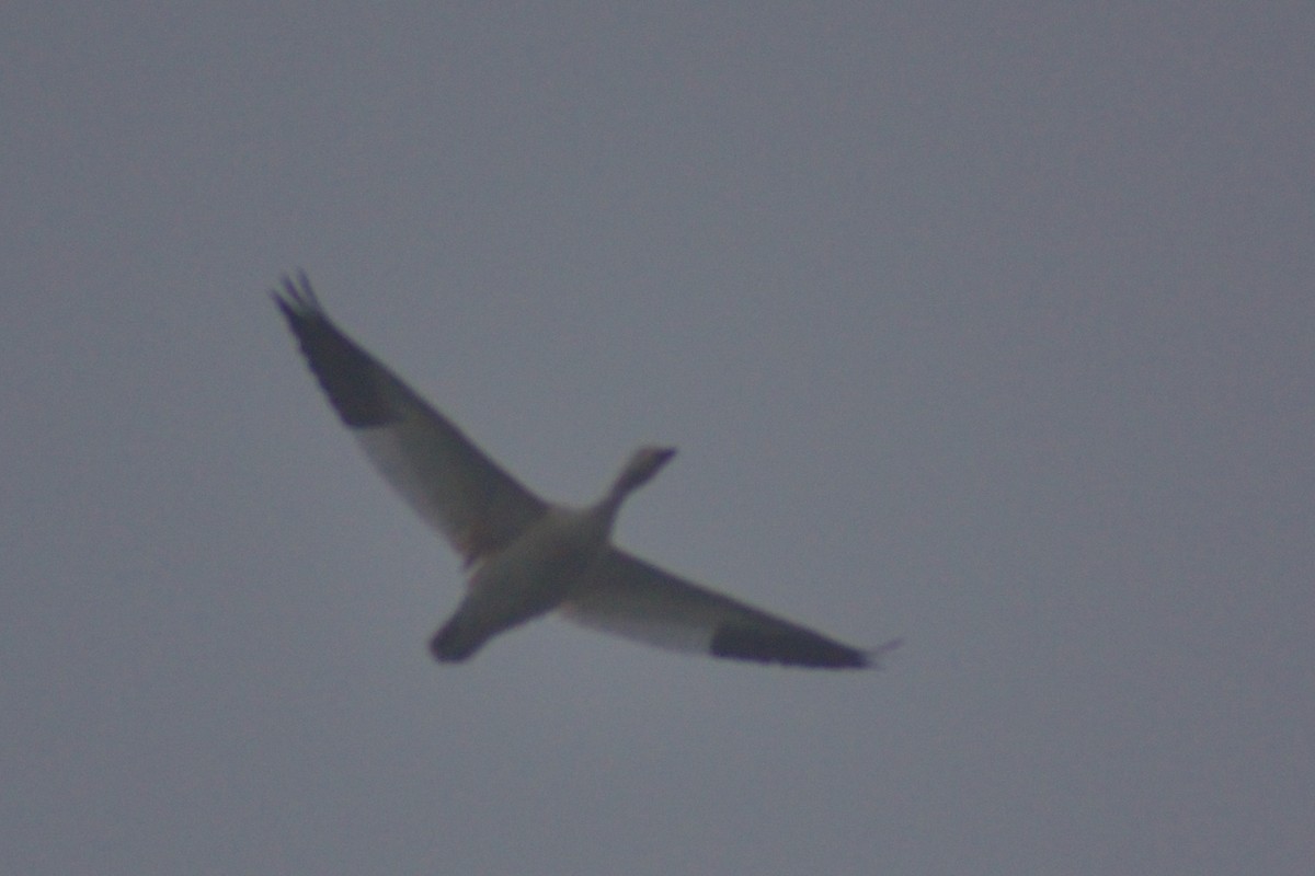 Snow Goose - ML646999048