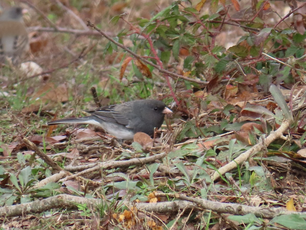 Dark-eyed Junco - ML646999049