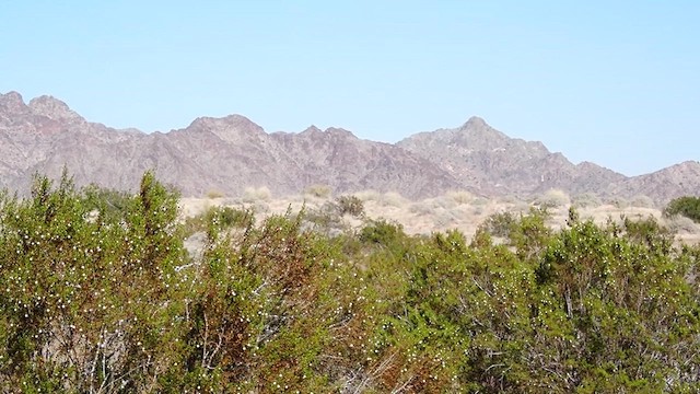 短耳鴞(flammeus) - ML646999050