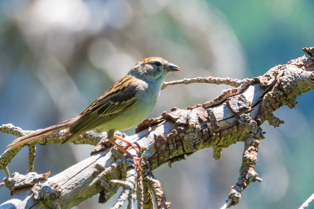 Chipping Sparrow - ML646999051