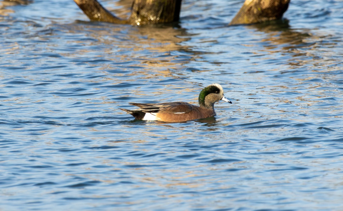 American Wigeon - ML646999052
