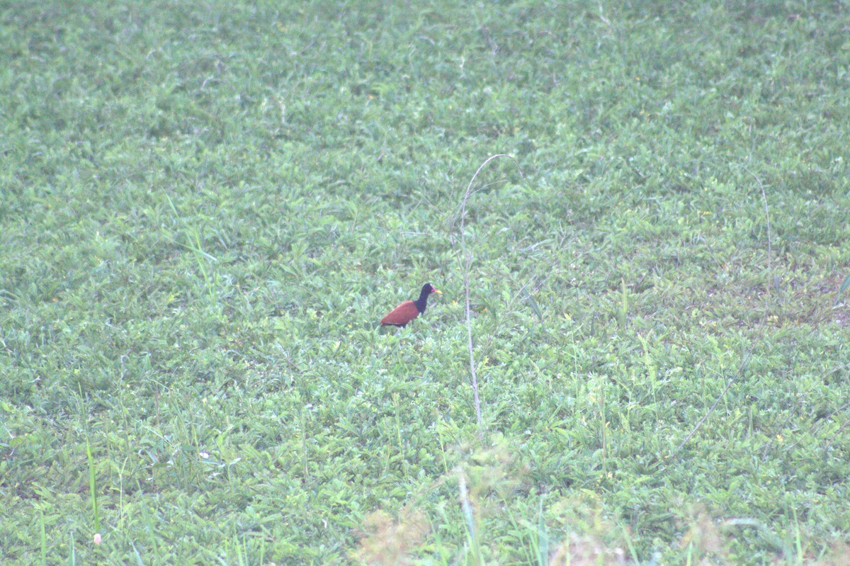 Wattled Jacana - ML646999053