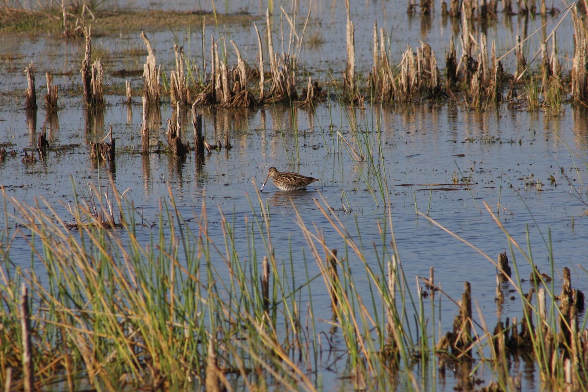 Wilson's Snipe - ML646999054