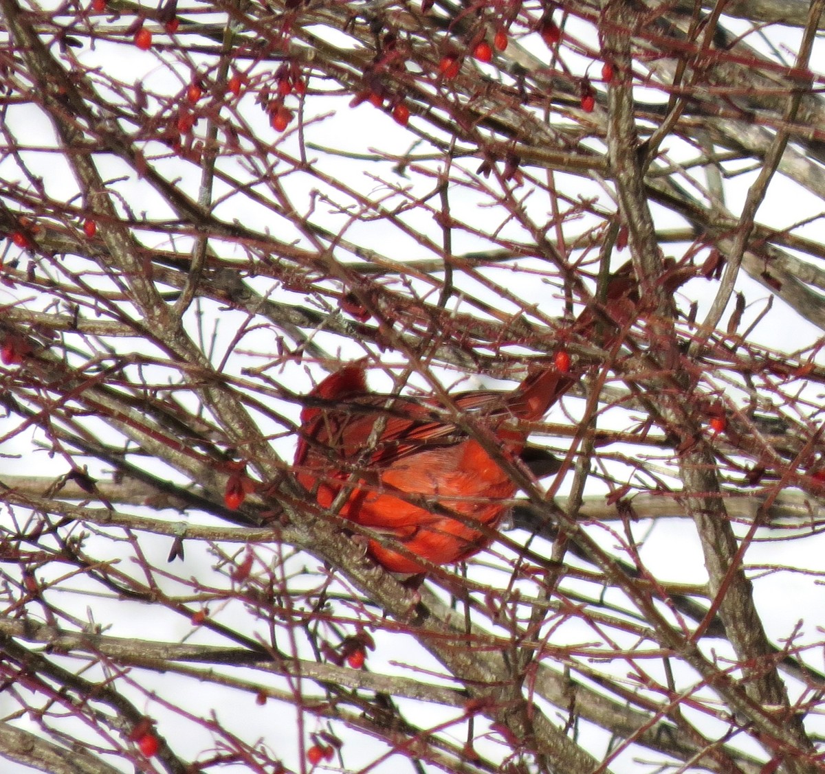 Northern Cardinal - ML646999055