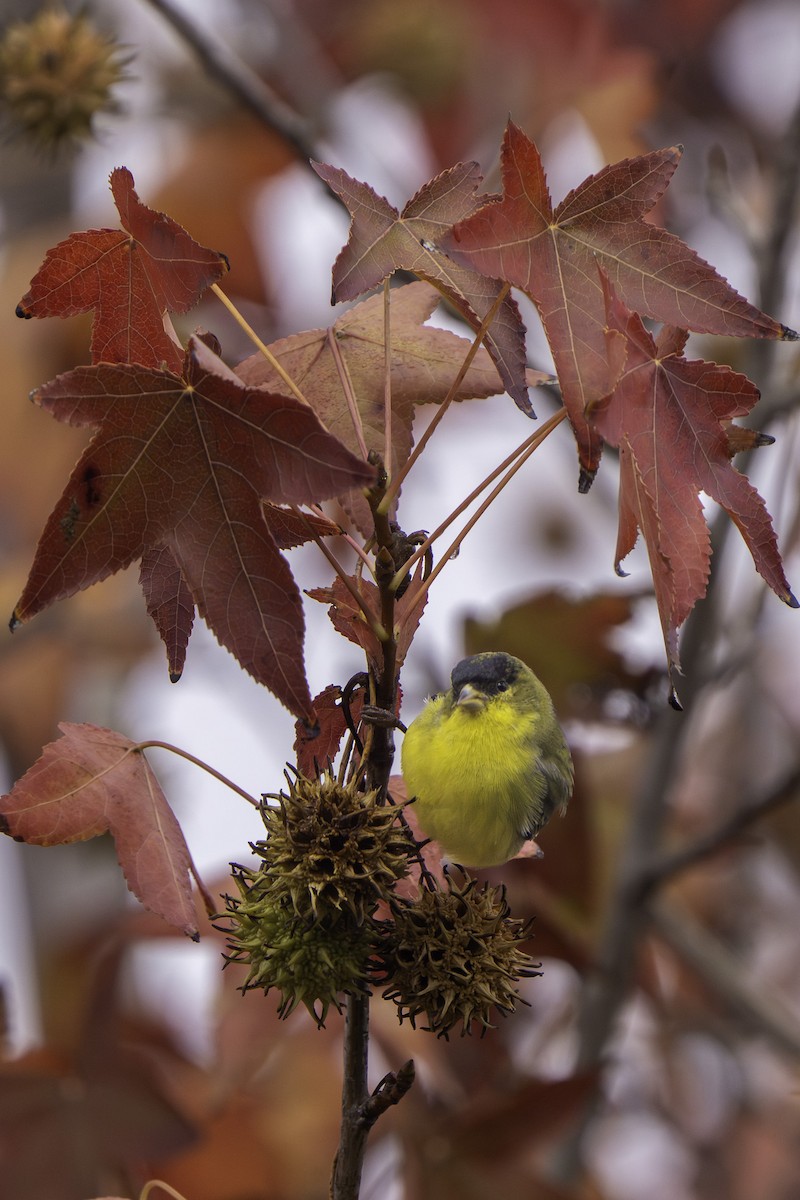 Lesser Goldfinch - ML646999056