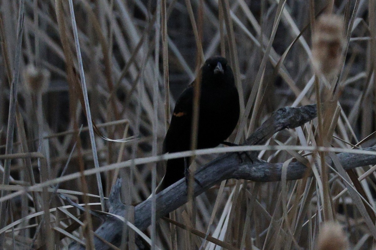 Red-winged Blackbird - ML646999057