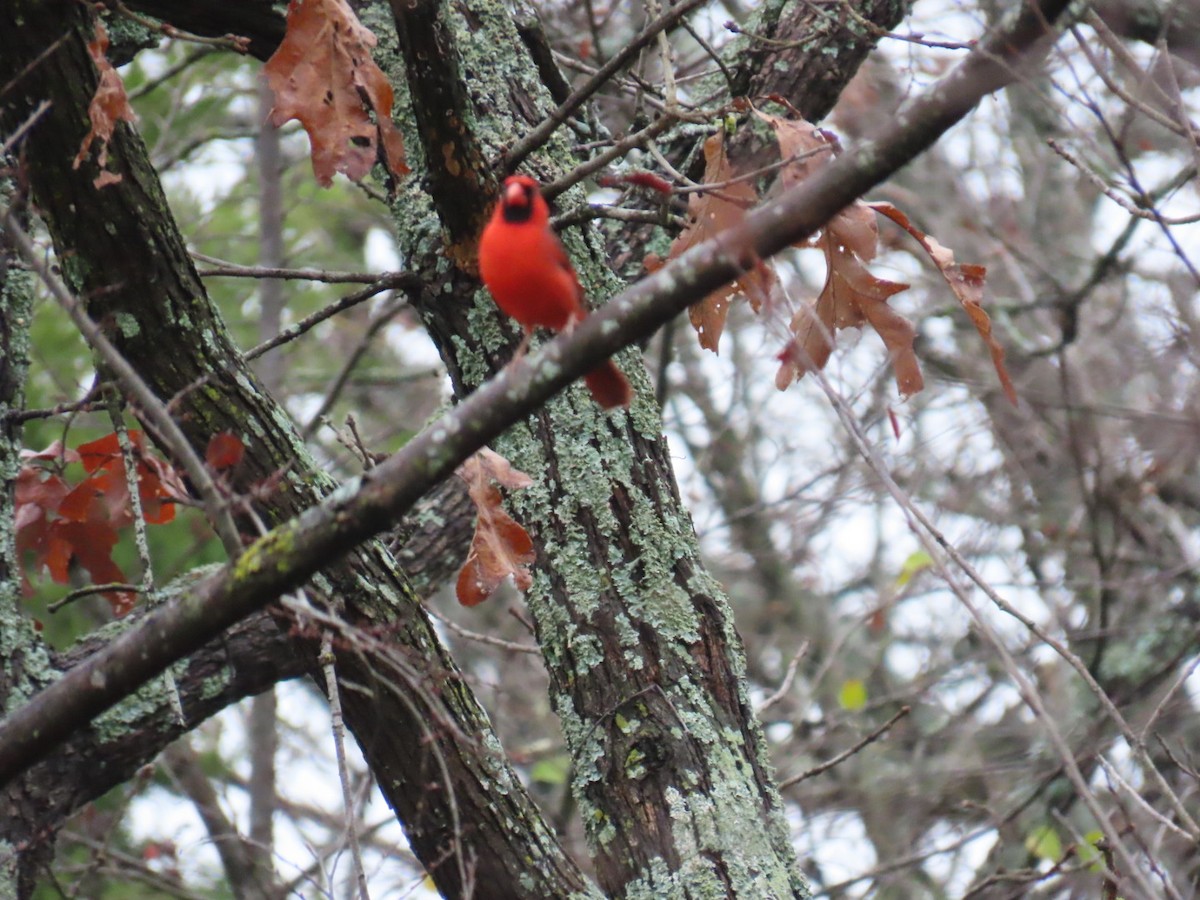 Northern Cardinal - ML646999058