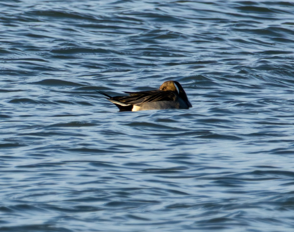 Northern Pintail - ML646999059