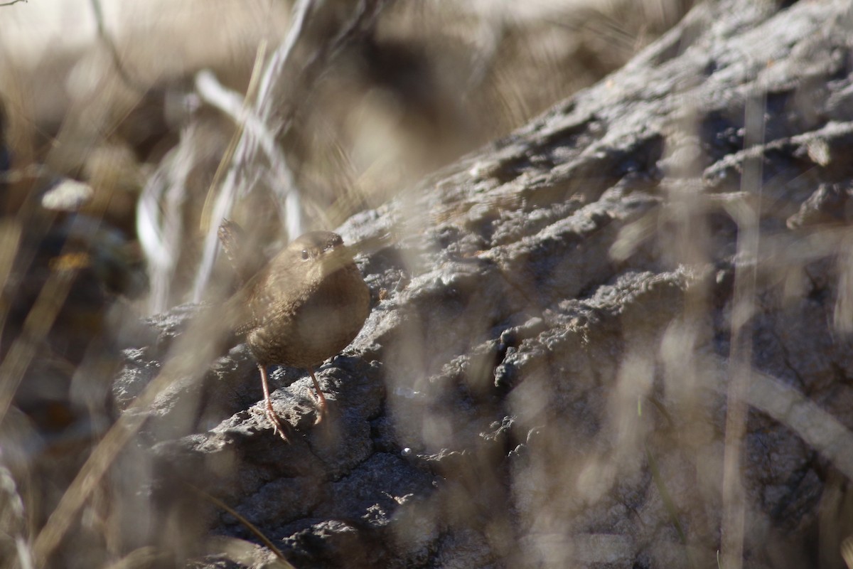 střízlík kanadský - ML646999063