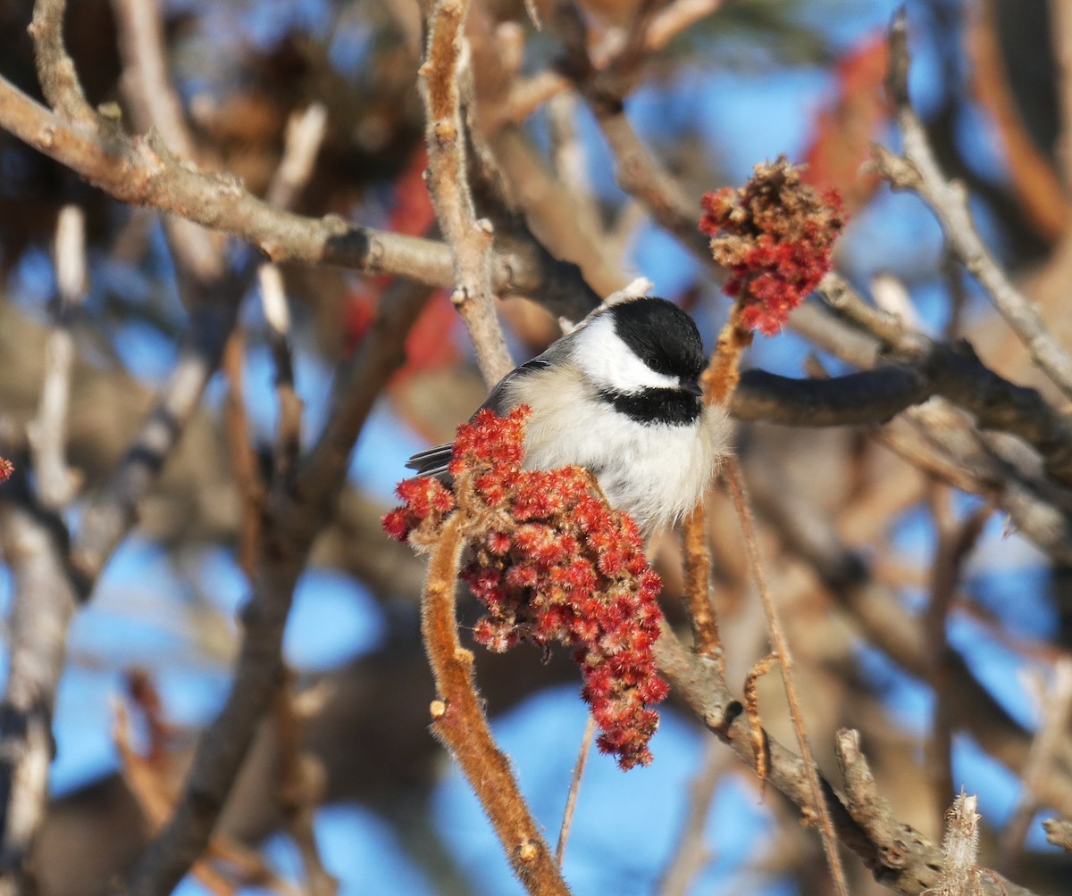 Black-capped Chickadee - ML646999064