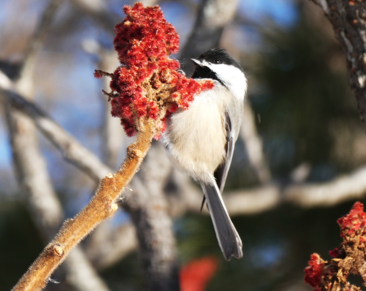 Black-capped Chickadee - ML646999065