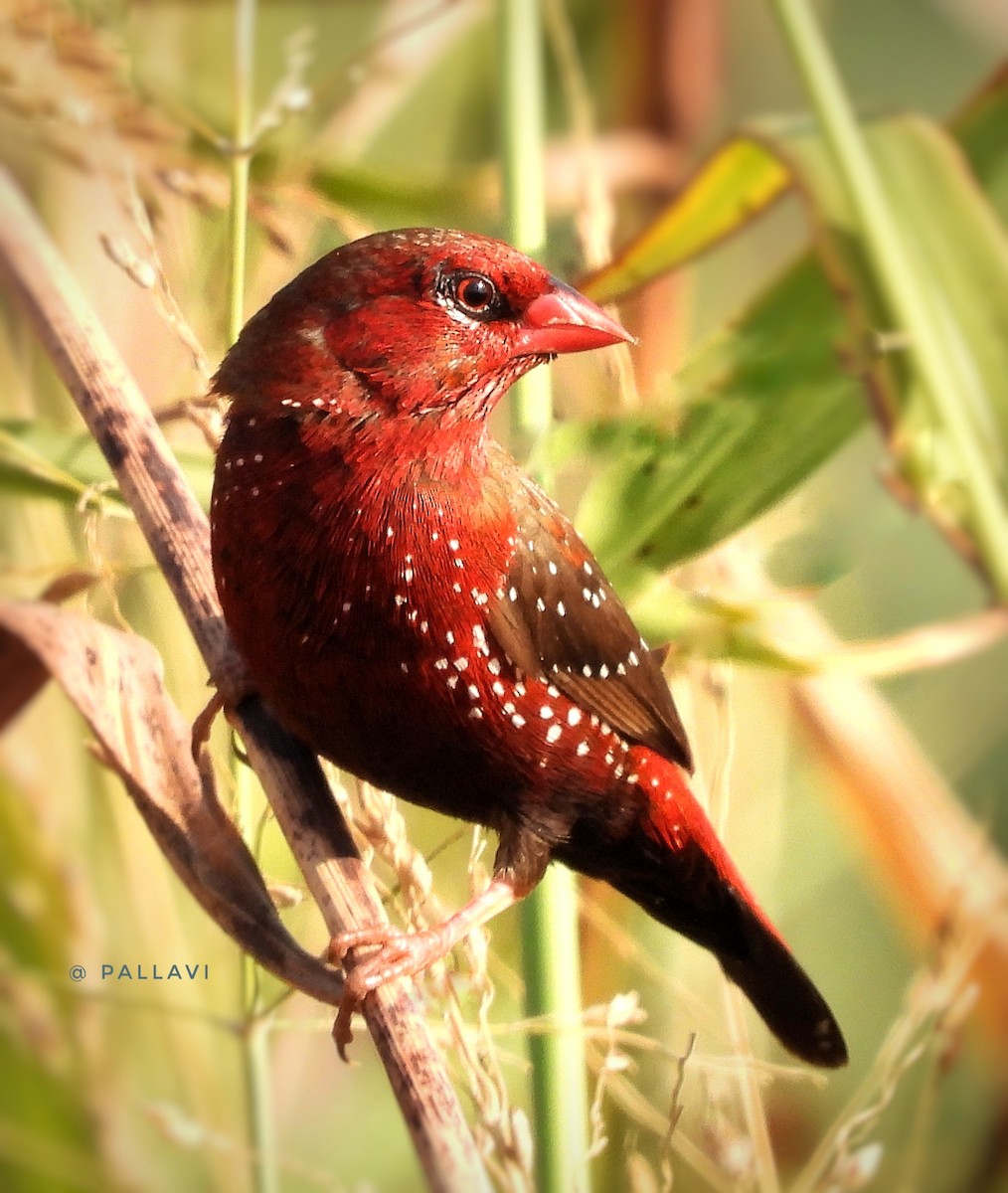 Бенгалик червоний - ML646999068