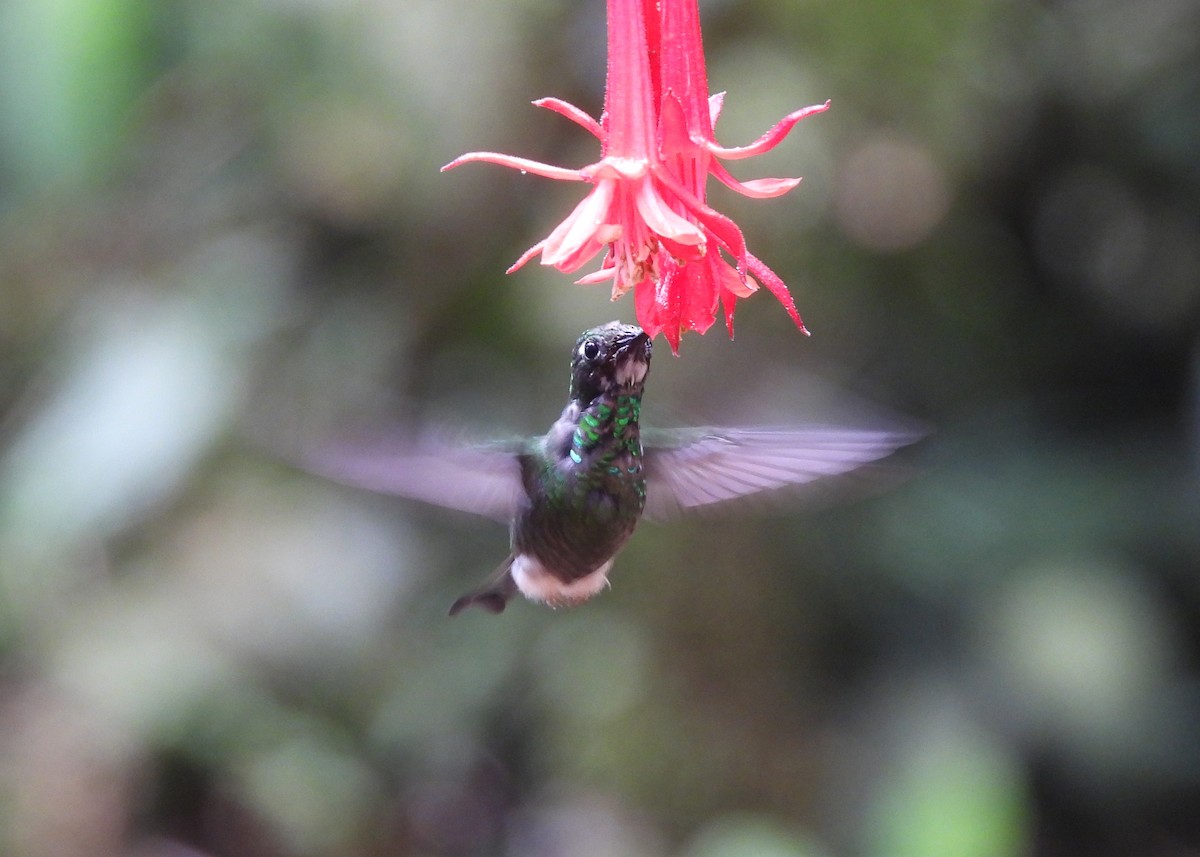 White-booted Racket-tail - ML646999069