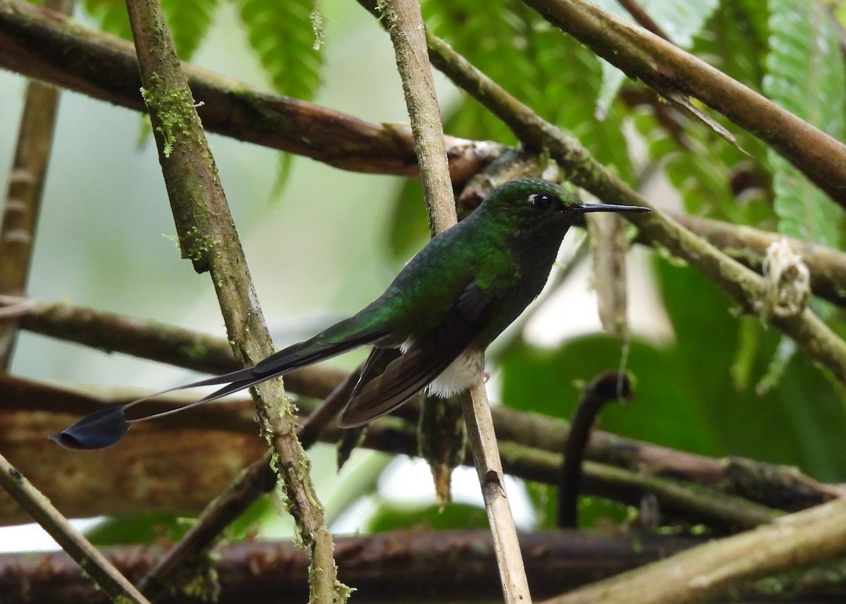 White-booted Racket-tail - ML646999070