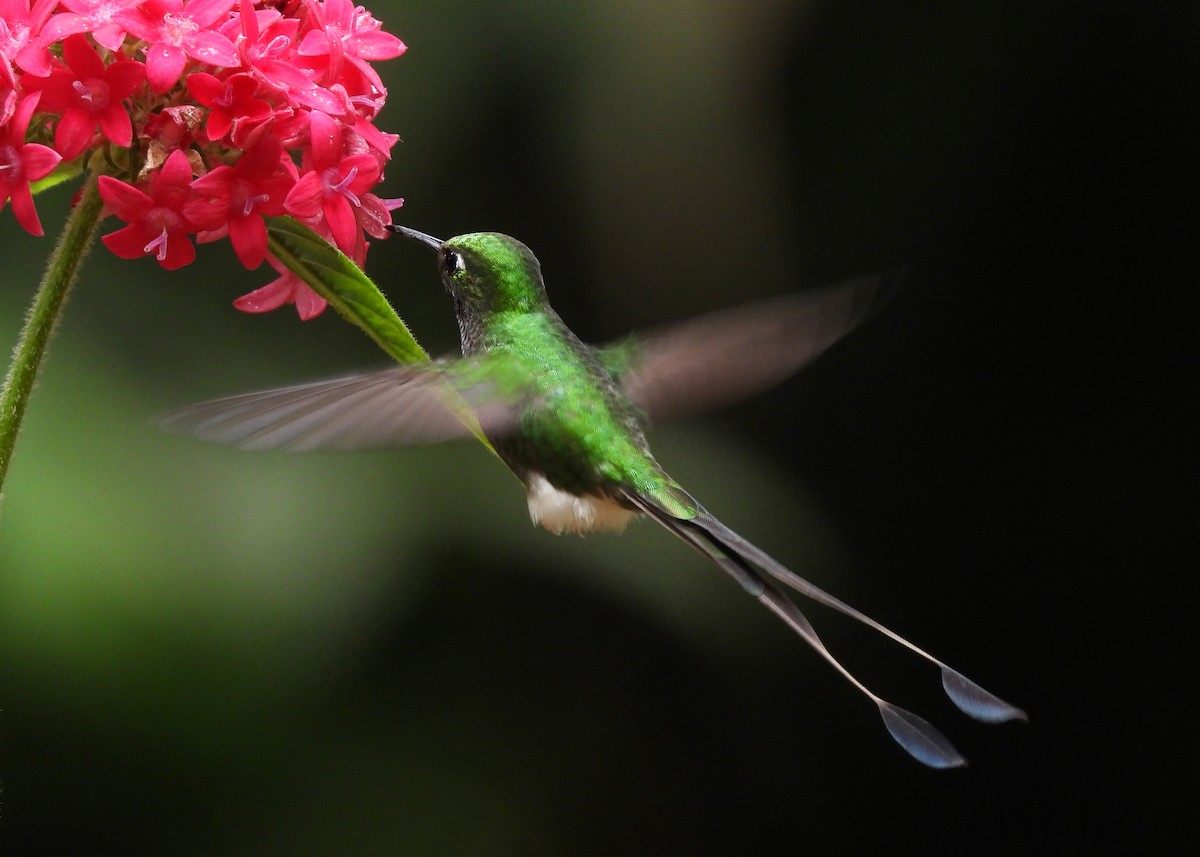 White-booted Racket-tail - ML646999072