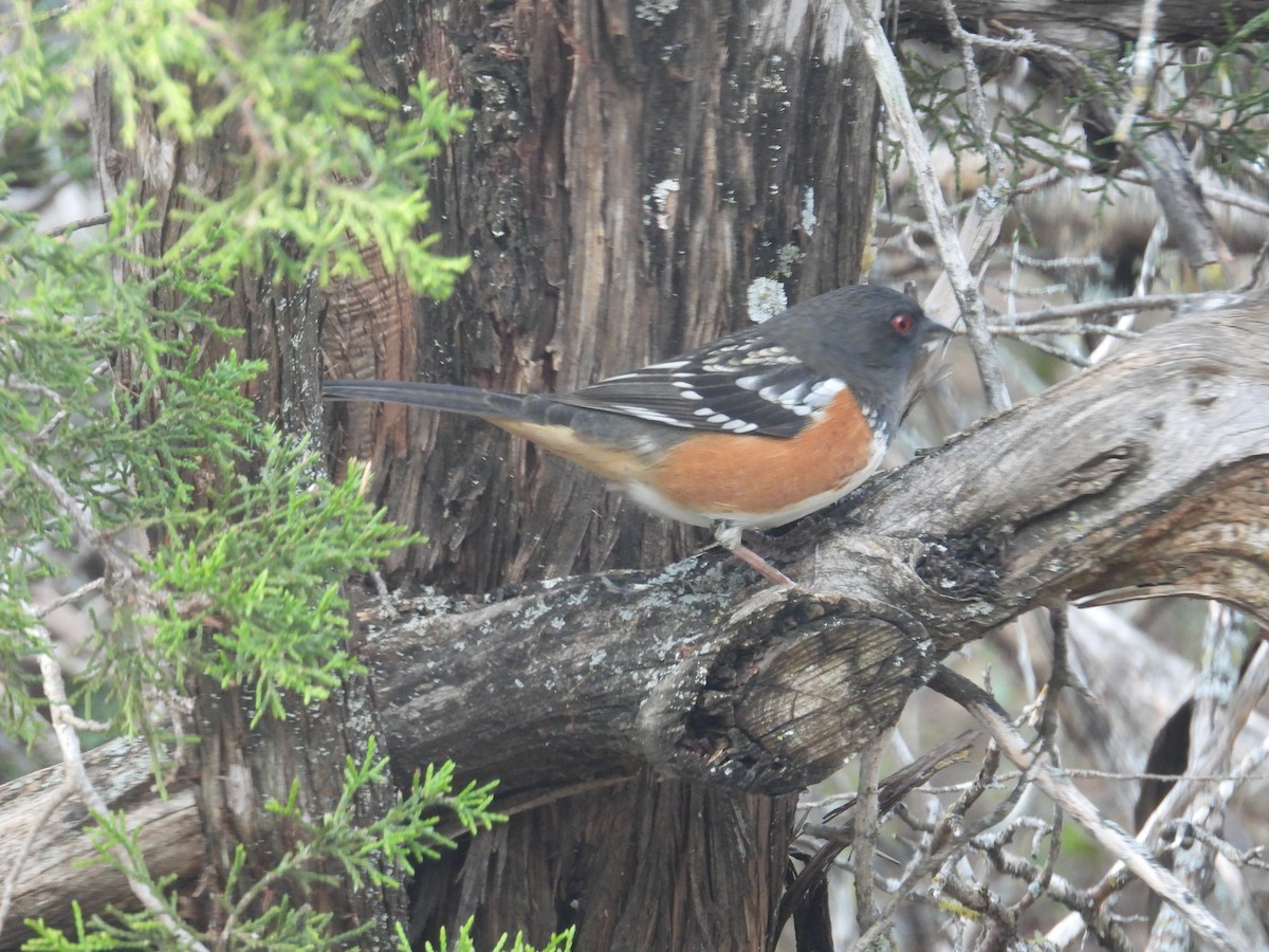 Spotted Towhee - ML646999076
