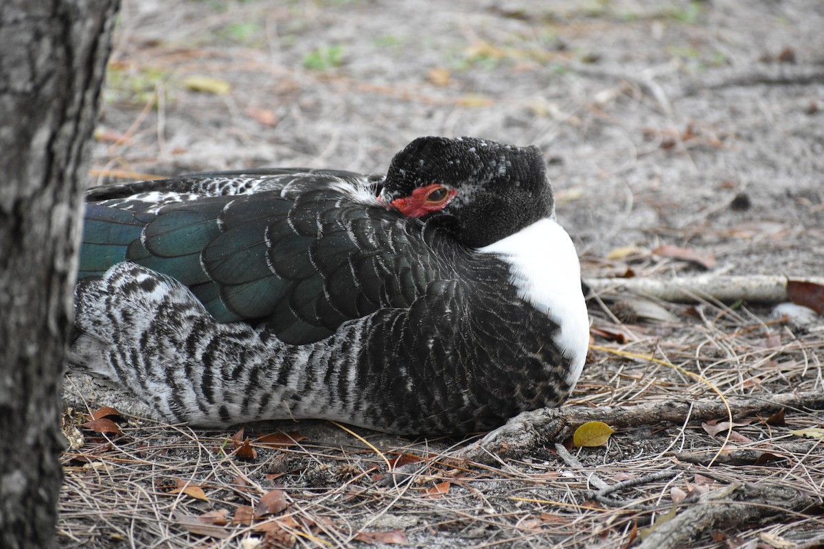 Muscovy Duck (Domestic type) - ML646999077