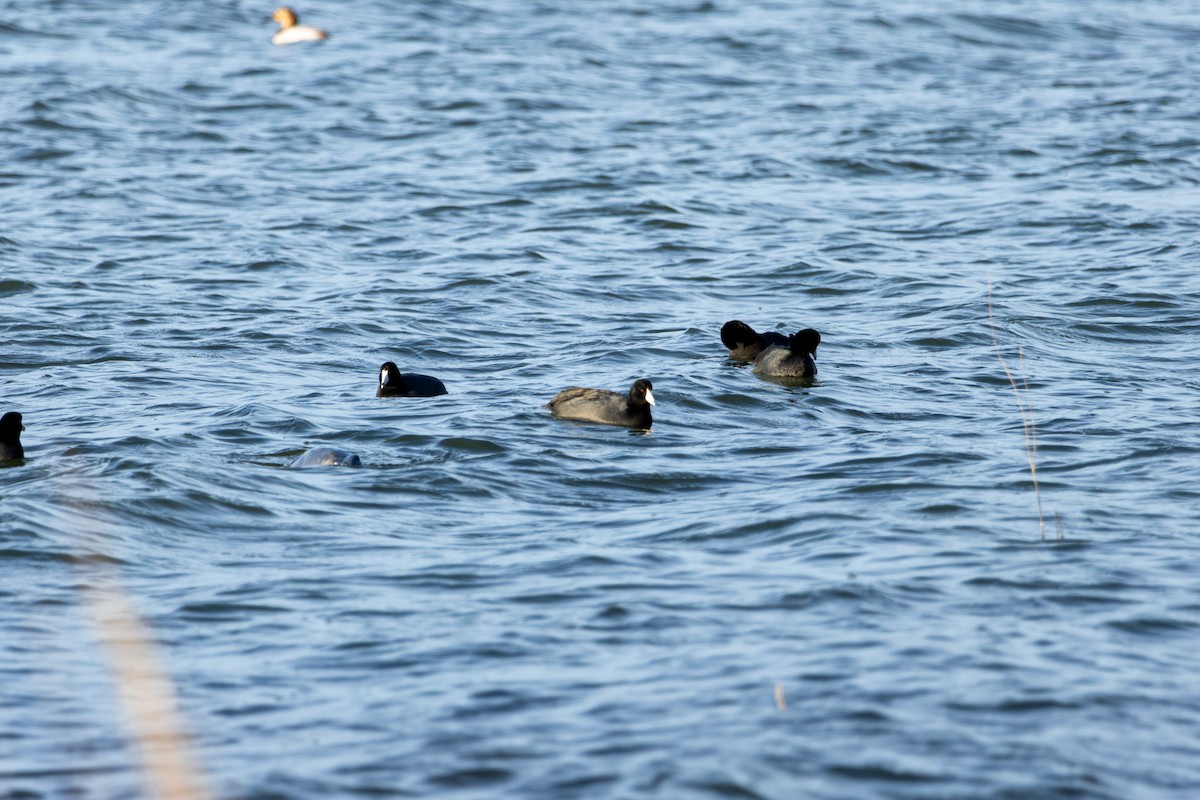 American Coot - ML646999079