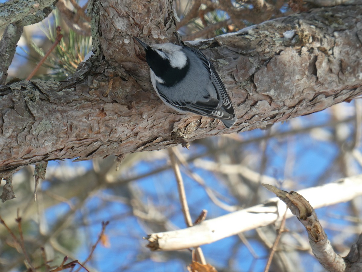 Sittelle à poitrine blanche - ML646999087