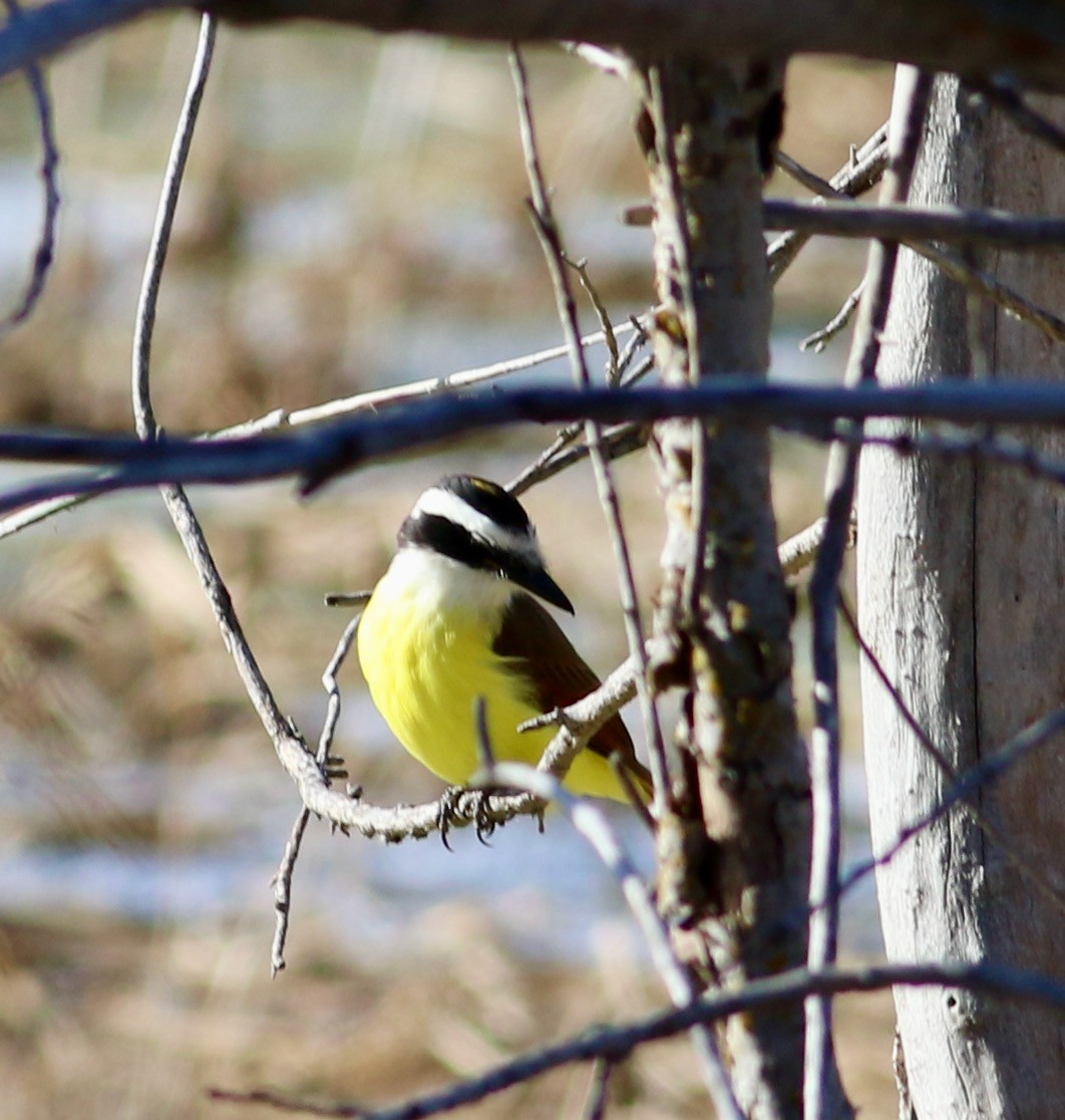 Great Kiskadee - ML646999093