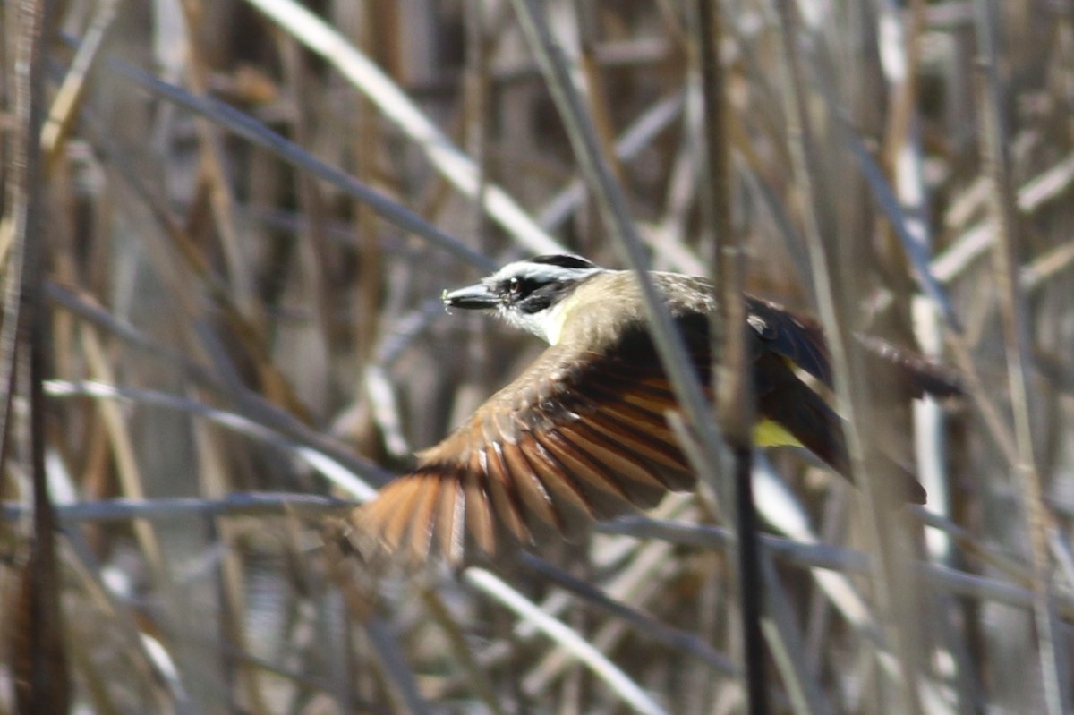 Great Kiskadee - ML646999094